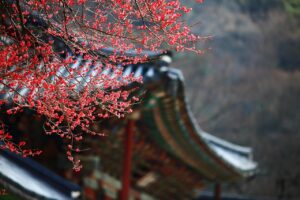 red plum, pink flower, spring flowers, blossom, korea, republic of korea